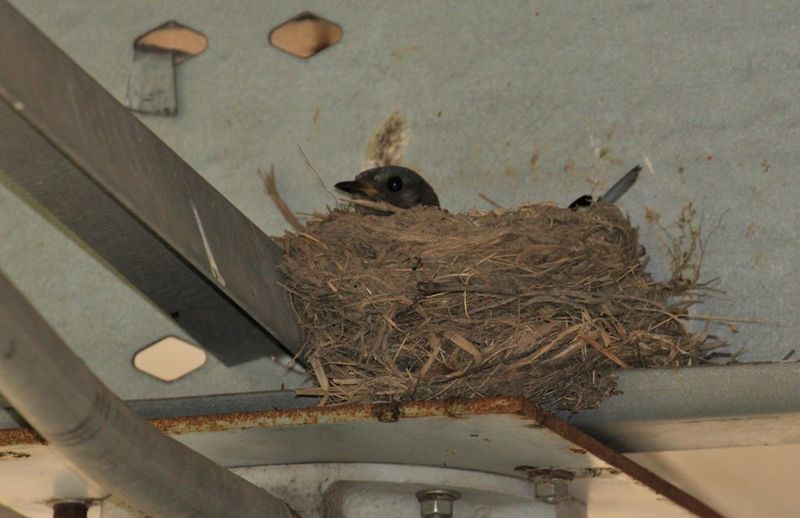 Unexpected Nesting Locations