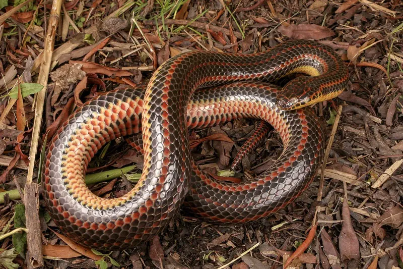 Rainbow Snake's Relationship With Other Wildlife