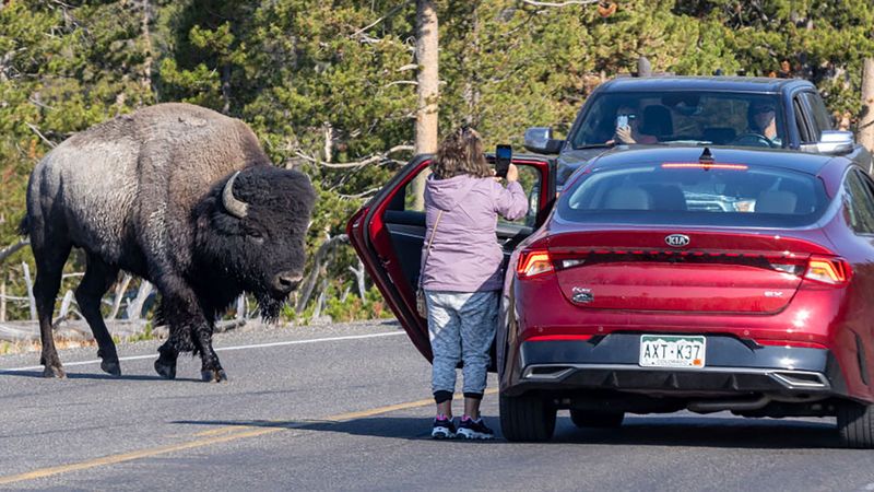 Why Bison Aren't As Peaceful As They Appear