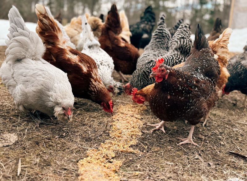 How Proper Care Can Extend A Chicken's Lifespan
