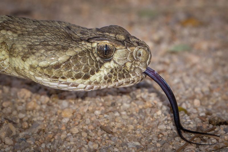 Extreme Venom Yield Per Bite