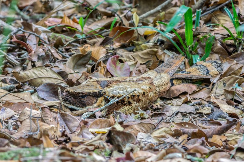 Ground-Nesting And The Survival Strategies