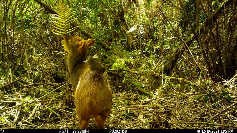 Distinctive Bark Warning System