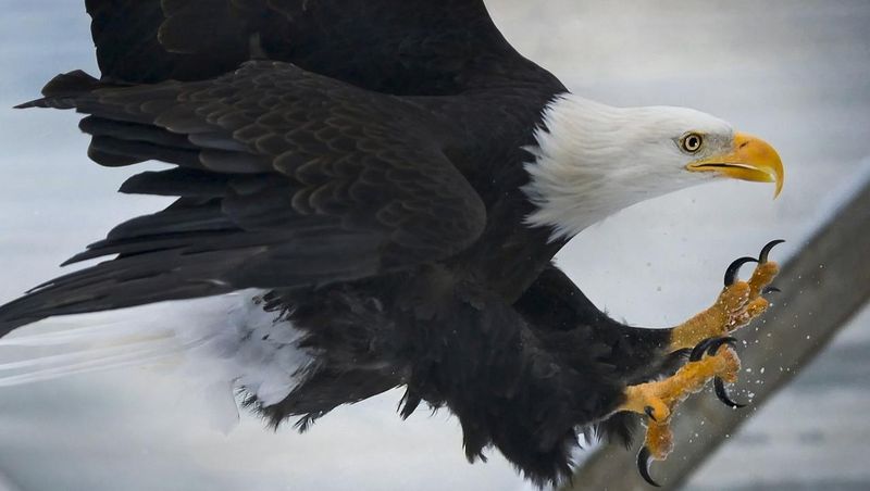Aerial Assassins: Birds Of Prey