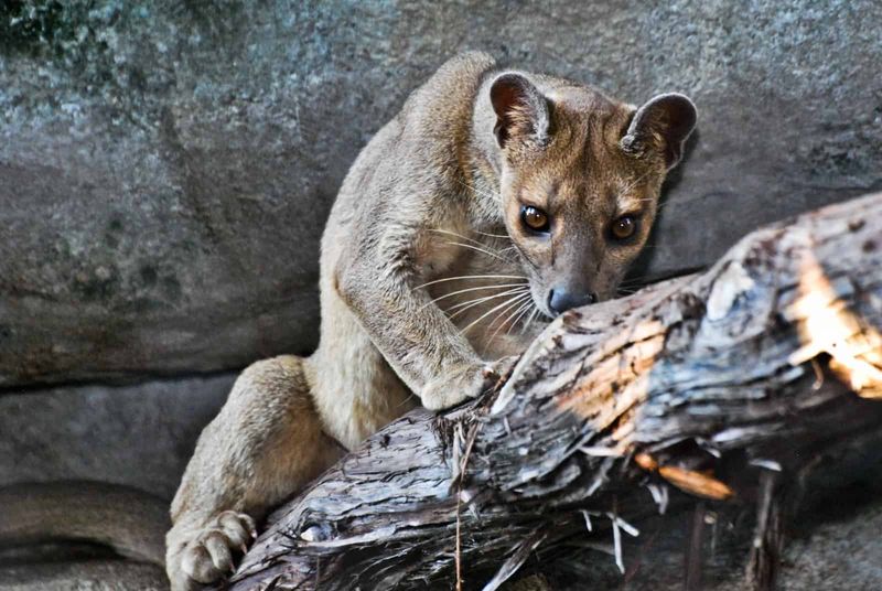 Wide Range Of Prey