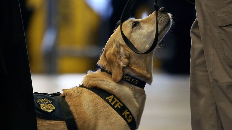 Explosive Experts: The Labrador Retriever