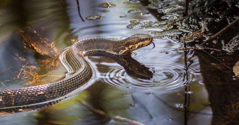 Water Moccasins: Swamp Shadows