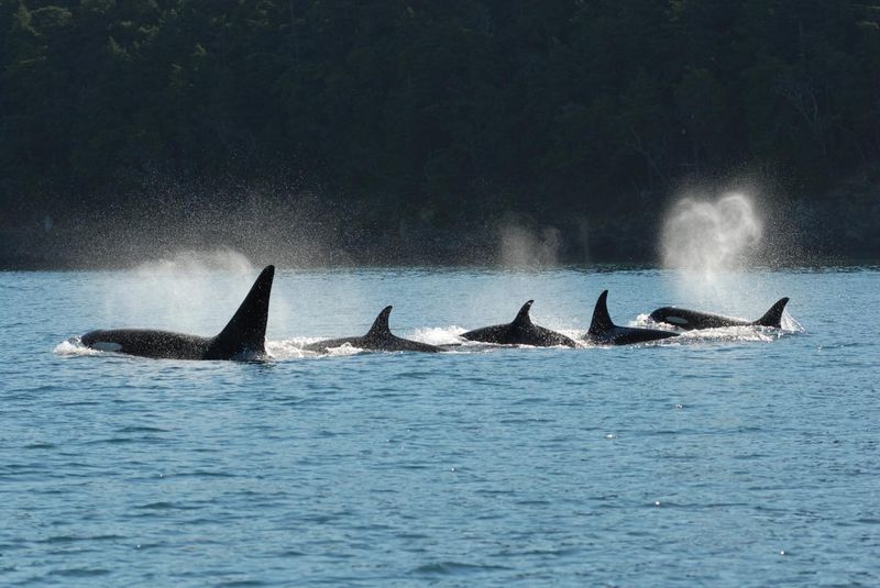 Outswimming And Outlasting Massive Whales
