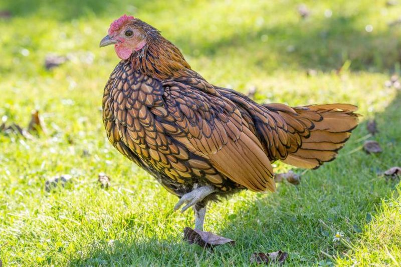 Seabright Chickens
