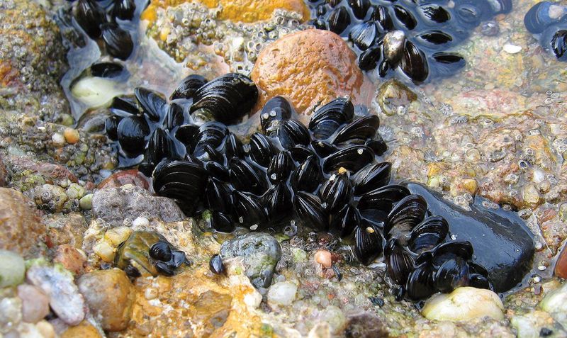 Larval Invertebrates