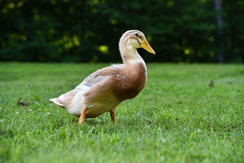 Saxony Duck: The Colorful Rarity