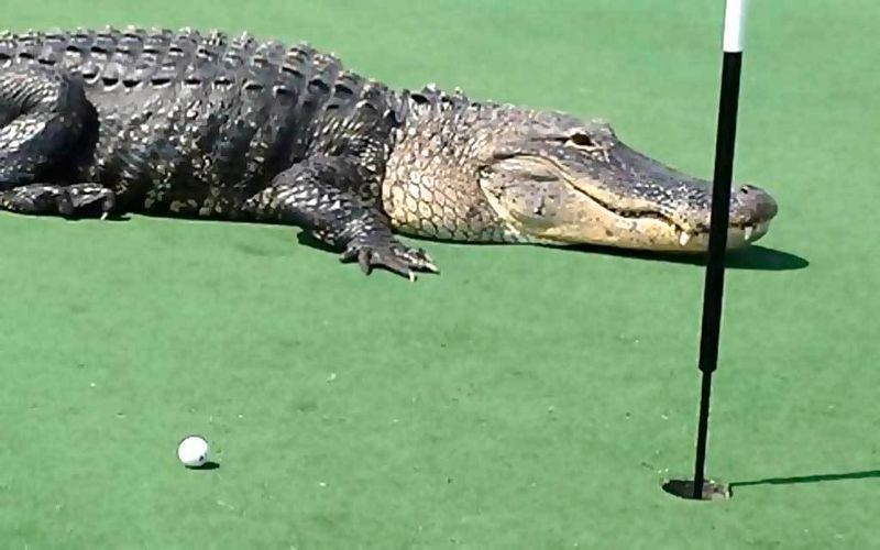 Golf Courses Statewide
