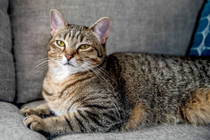 Brown Tabby