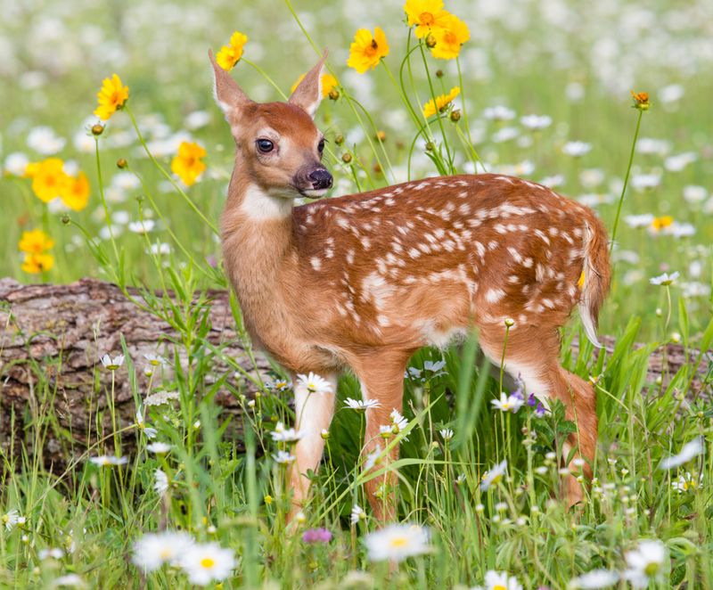 Bambi's Delicate Doppelgänger
