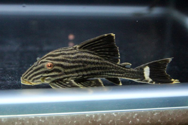 Plays A Role In River Ecosystems