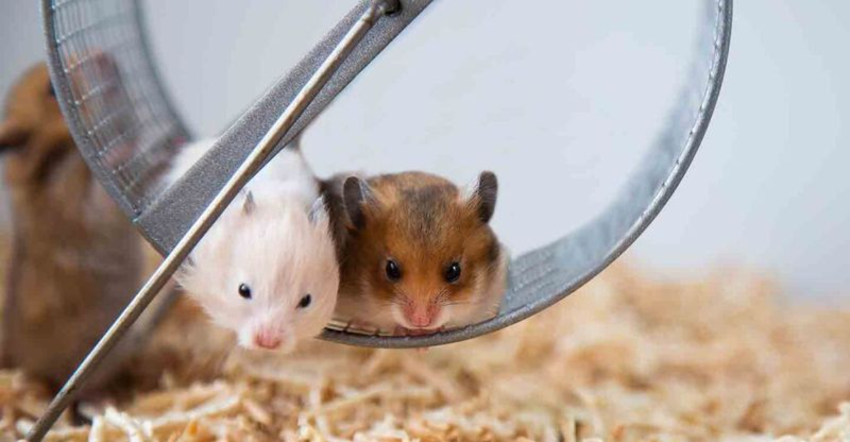Simple Ways To Encourage Hamster Exercise