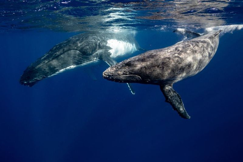 Scientists Use Underwater Microphones
