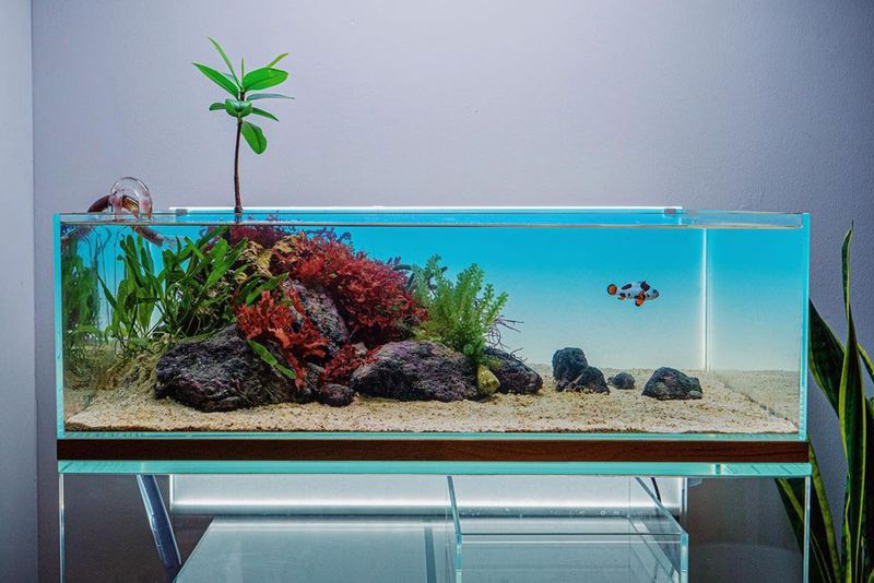 Purely Decorative Fish Tanks