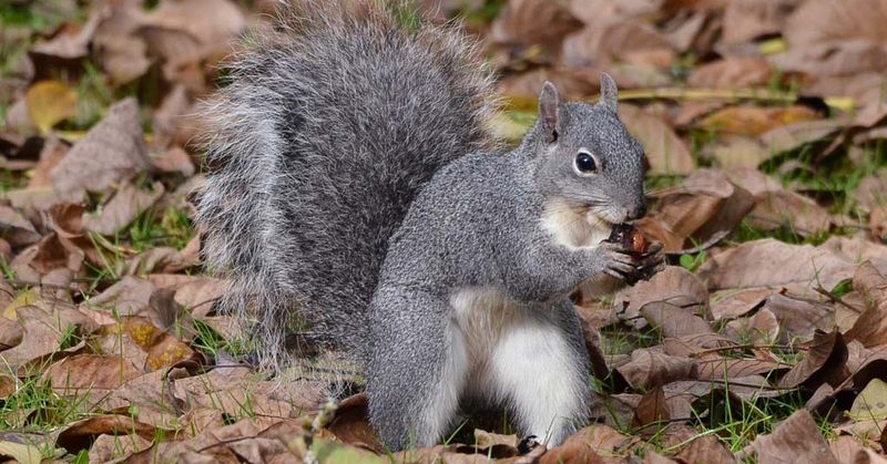 The Fluffy-Tailed Forest Acrobat