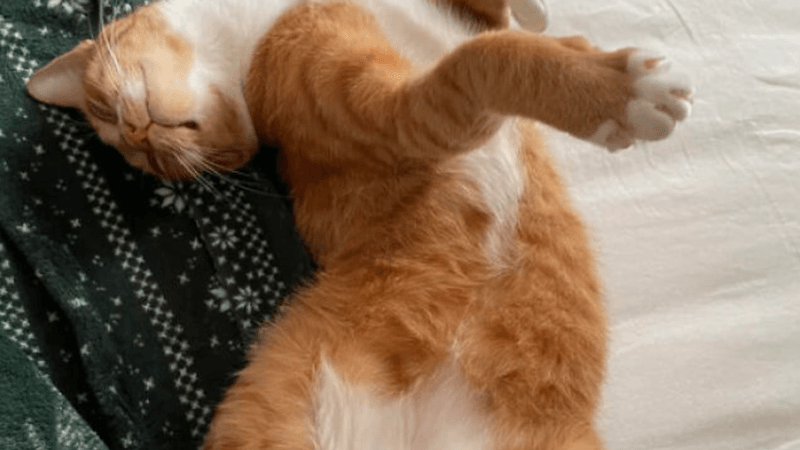 Offering Their Belly