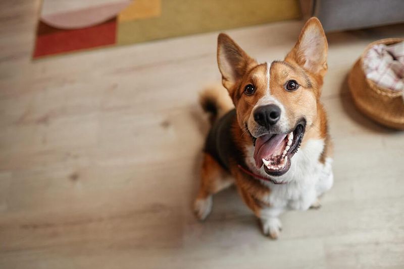 The Happy Dance When You Grab The Leash