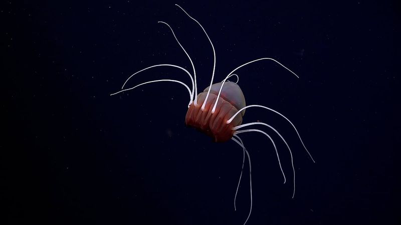 The Surprising Discoveries Beneath The Antarctic Ice