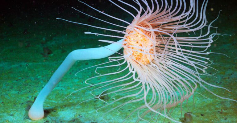 Six Newly Discovered Deep-Sea Species Uncovered Under An Antarctic Iceberg