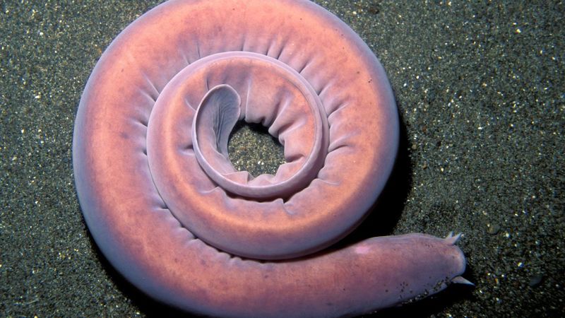 Hagfish