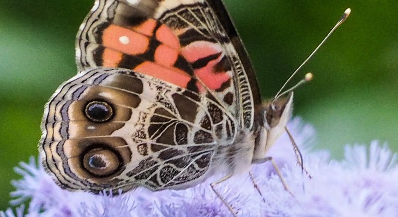 Color And Patterns: Distinctive Markings To Look For