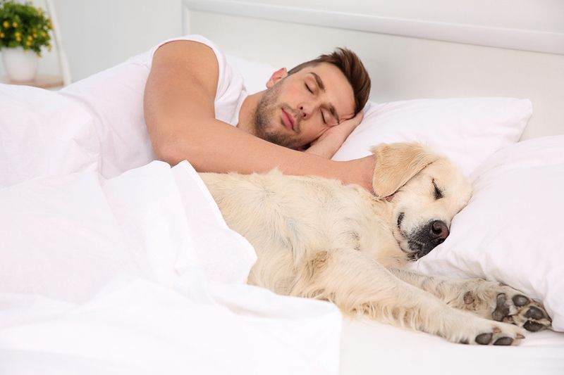 Your Pet's Health Could Be A Factor