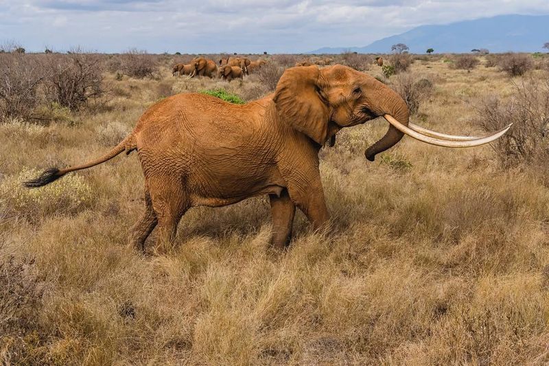 Trunk As A Communication Tool