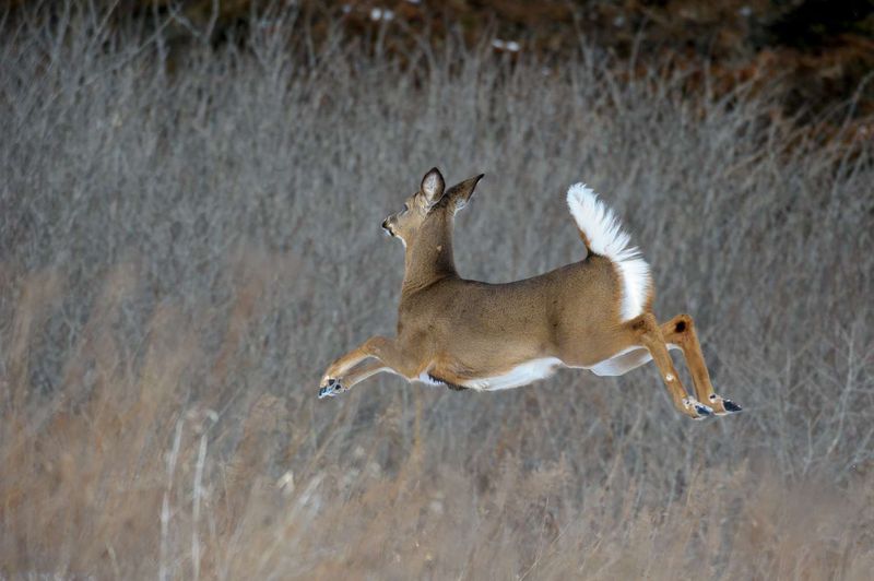 Distinctive Tail Behaviors