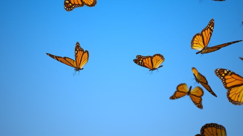 Flight Patterns Reveal Identity