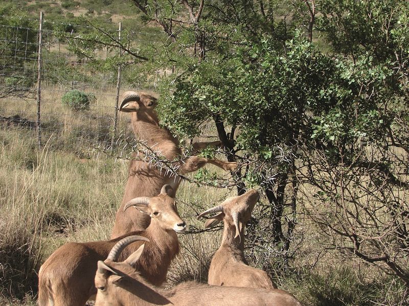 Herbivorous Diet