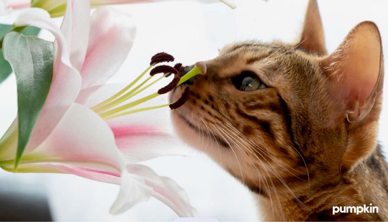 Using Dangerous Plants And Products