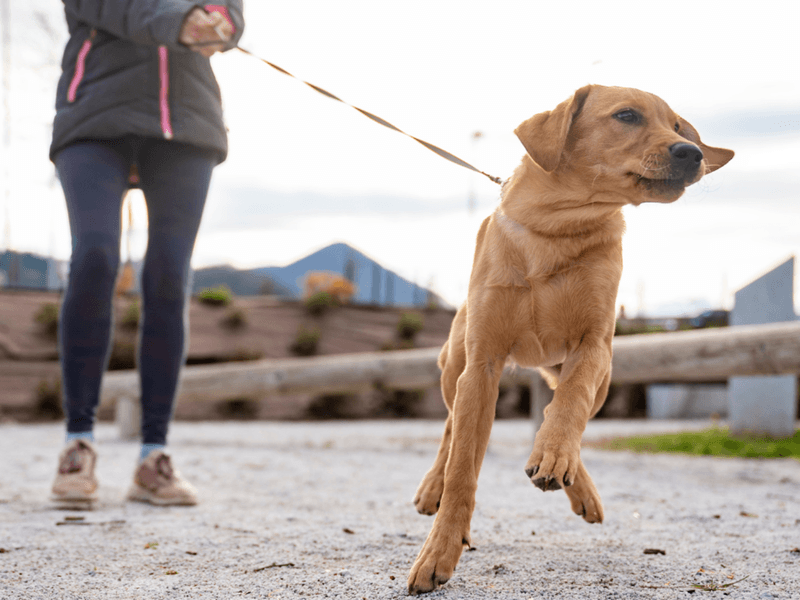 Inadequate Leash Training