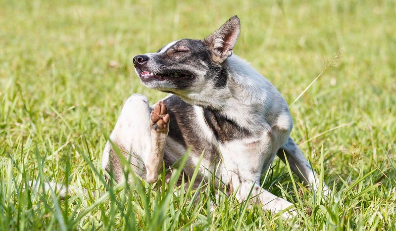 Parasite Prevention and Flea Control