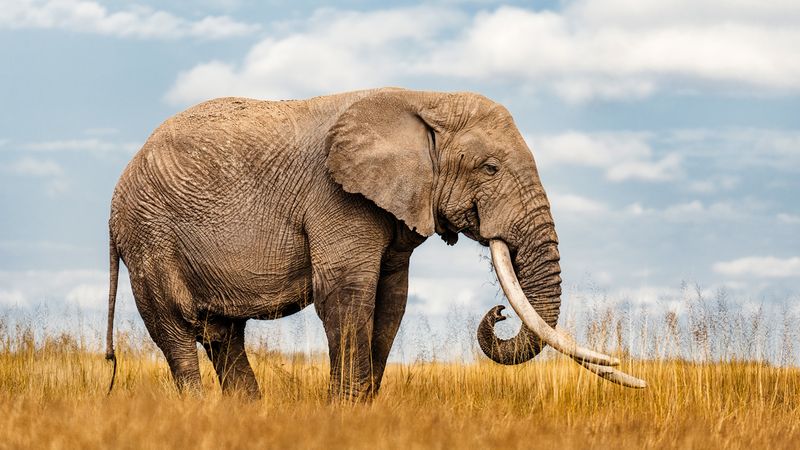 Tusks Are Actually Teeth