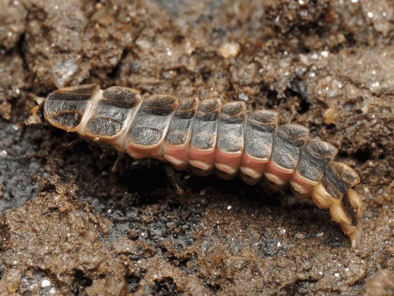 Welcome Snails And Slugs