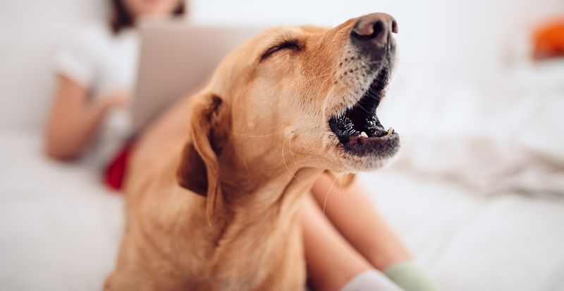 Excessive Barking That Never Gets Addressed
