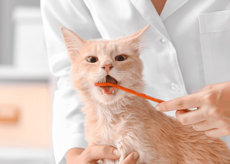Ignoring Dental Health