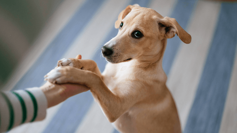 Face-To-Face Greetings