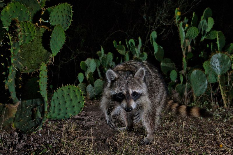 Masked Bandit Raccoons