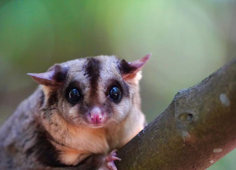 Sugar Gliders: Nocturnal Noise Machines