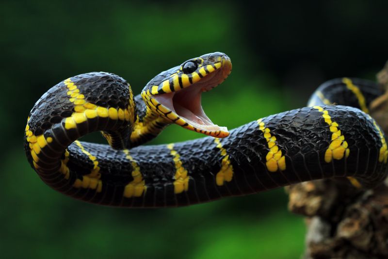 Venomous Snakes: Beauty That Comes With Deadly Risk