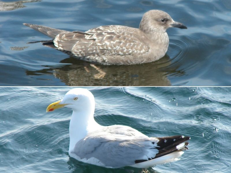 Seagull Surprise Packages: Herring Gulls