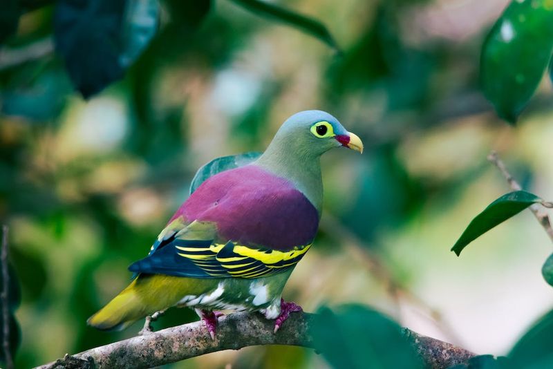 Flying Paintbrush: African Green Pigeon