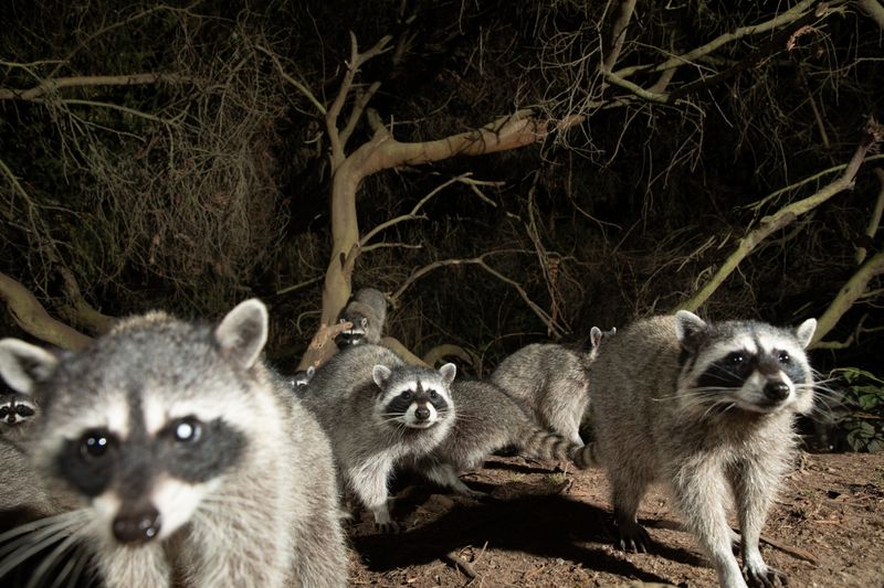 Mischievous Raccoons