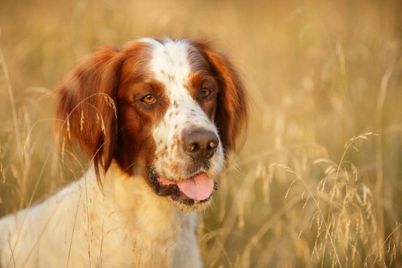 The Fading Elegance Of Irish Red And White Setters