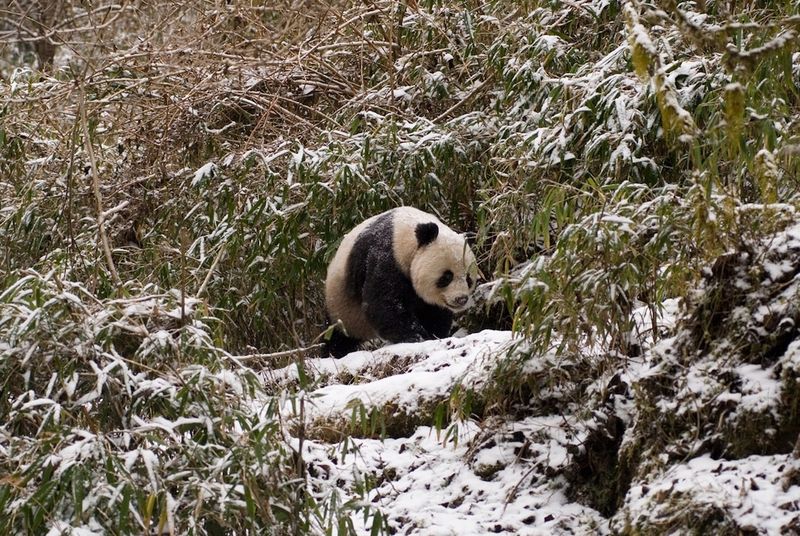 Mega-Lunged Giant Pandas
